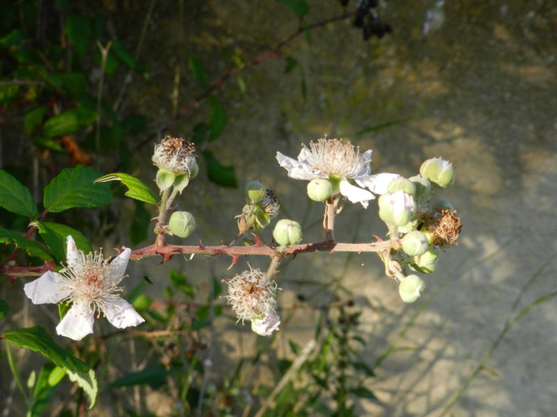 Rubus ulmifolius